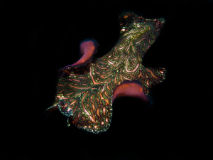 Pseudobiceros bedfordi...flying... by Alex Varani 